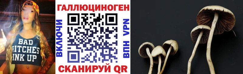 купить   Кинель  Галлюциногенные грибы Psilocybine cubensis 